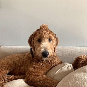 Meet your Posher, Maddux